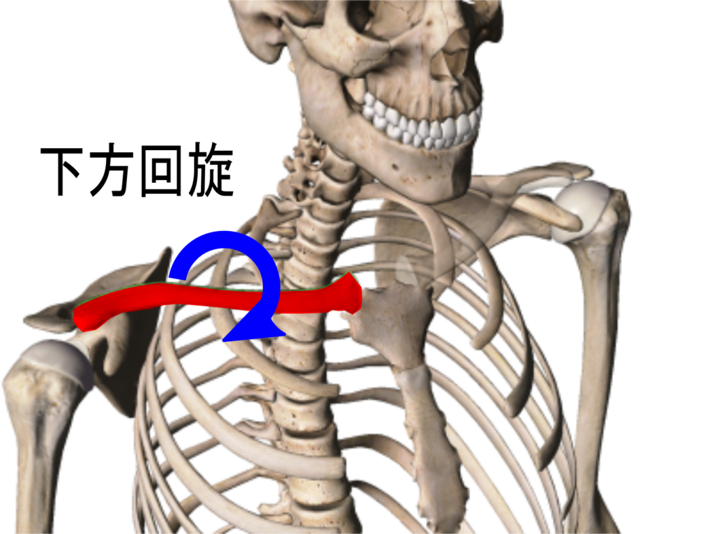 肩 関節 屈曲 鎖骨 の 動き
